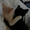 🌟 Эмодзи «kittens» для Telegram