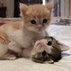 🌟 Эмодзи «kittens» для Telegram
