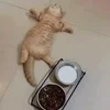 🌟 Эмодзи «kittens» для Telegram