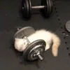 🌟 Эмодзи «kittens» для Telegram