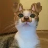 🌟 Эмодзи «kittens» для Telegram