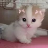 🌟 Эмодзи «kittens» для Telegram