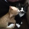 🌟 Эмодзи «kittens» для Telegram