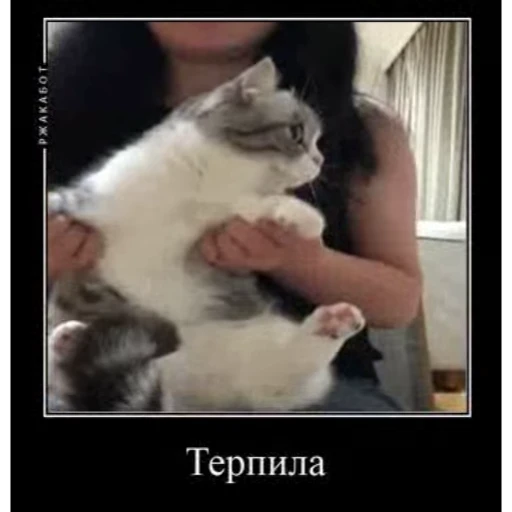 🙀 Стикер «Cats Animation» для Telegram