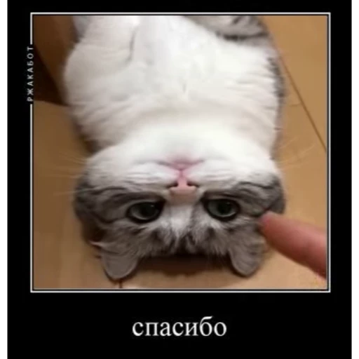 😊 Стикер «Cats Animation» для Telegram