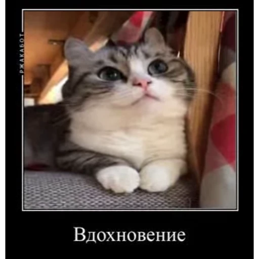 😺 Стикер «Cats Animation» для Telegram
