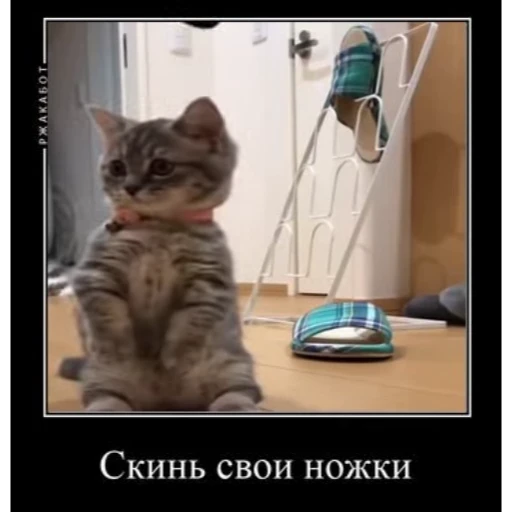 😺 Стикер «Cats Animation» для Telegram