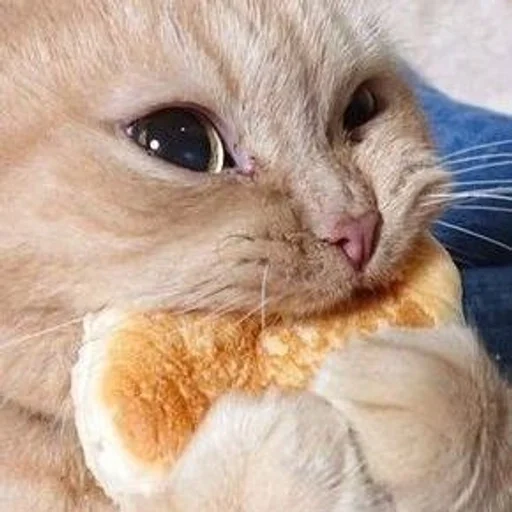 ✨ Стикер «cats mood» для Telegram