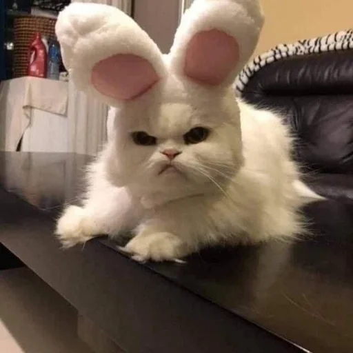 Стикерпак cats mood для Telegram — скачать