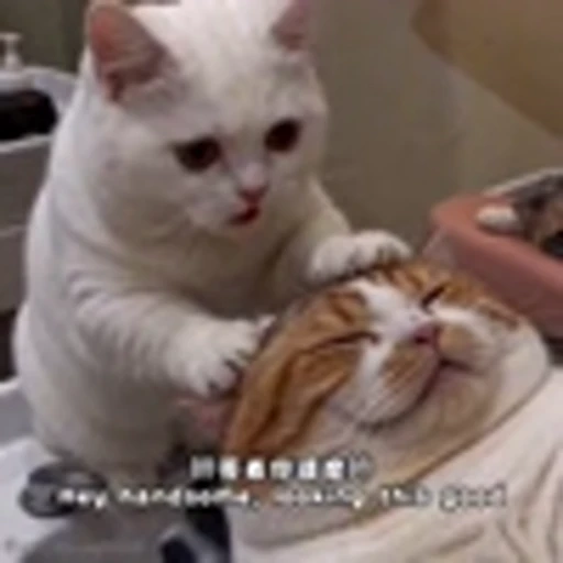 😏 Эмодзи «Cutie Cats» для Telegram