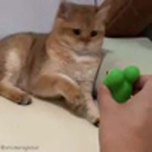 🫠 Эмодзи «Cutie Cats» для Telegram