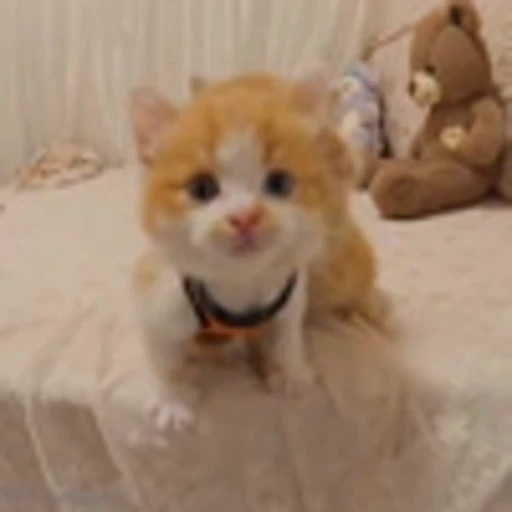 🙃 Эмодзи «Cutie Cats» для Telegram