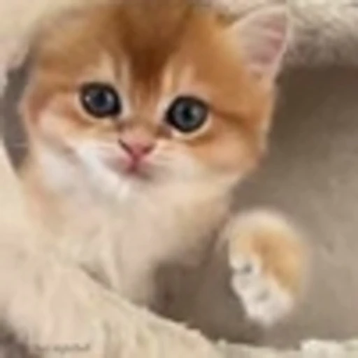 👊 Эмодзи «Cutie Cats» для Telegram