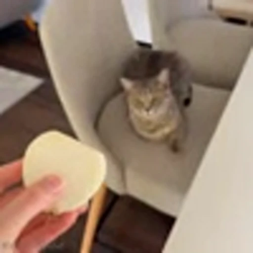 🤧 Эмодзи «Cutie Cats» для Telegram