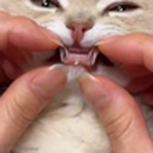 🤓 Эмодзи «Cutie Cats» для Telegram