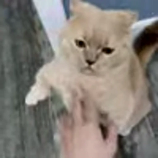 👊 Эмодзи «Cutie Cats» для Telegram