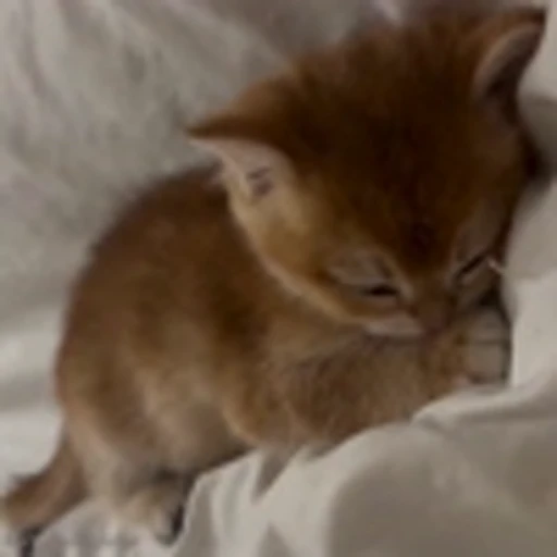 😴 Эмодзи «Cutie Cats» для Telegram