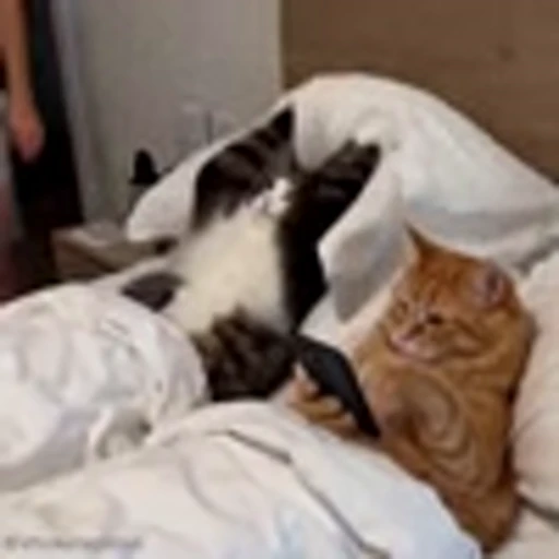 😂 Эмодзи «Cutie Cats» для Telegram