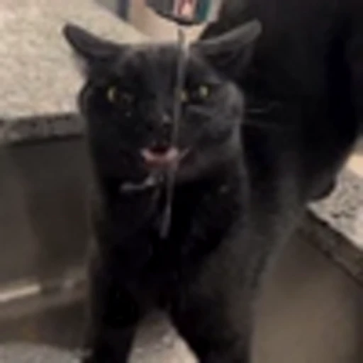 🤪 Эмодзи «Cutie Cats» для Telegram