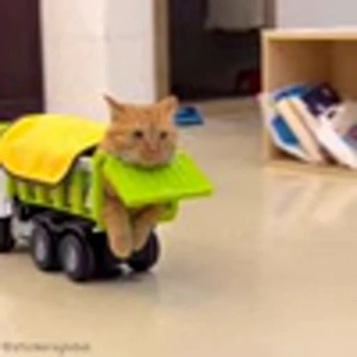 🙃 Эмодзи «Cutie Cats» для Telegram
