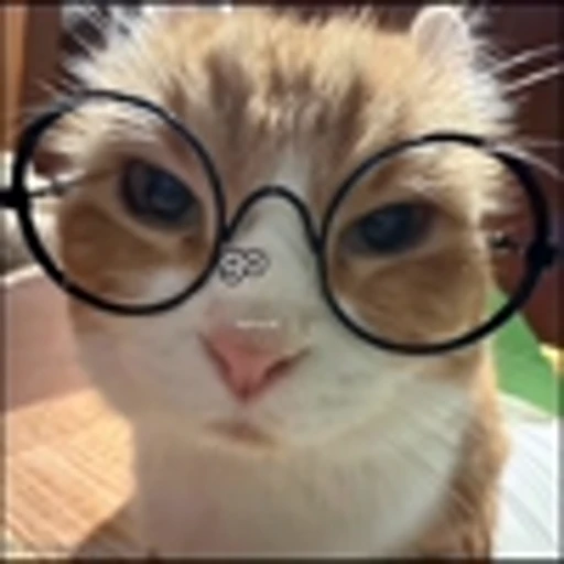 😴 Эмодзи «Cutie Cats» для Telegram