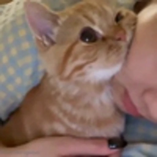 Эмодзи Cutie Cats для Telegram — скачать