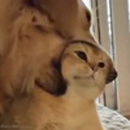 👿 Эмодзи «Cutie Cats» для Telegram
