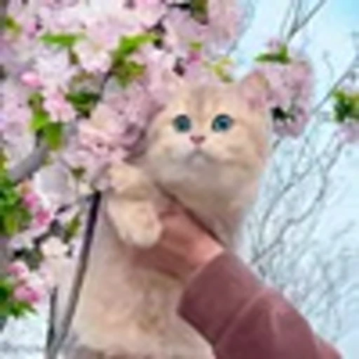 🌺 Эмодзи «Cutie Cats» для Telegram