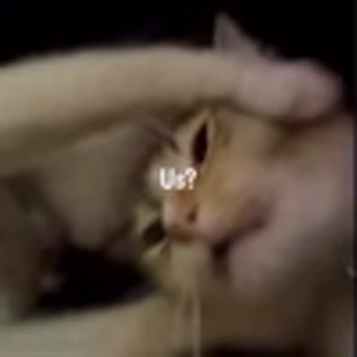 💃 Эмодзи «Cutie Cats» для Telegram