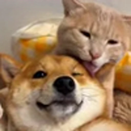 🫂 Эмодзи «Cutie Cats» для Telegram