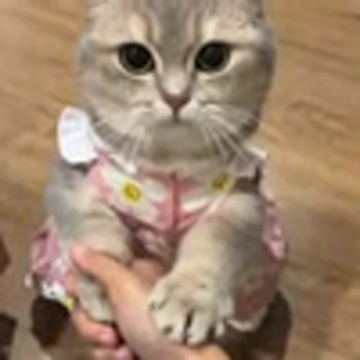 🫂 Эмодзи «Cutie Cats» для Telegram