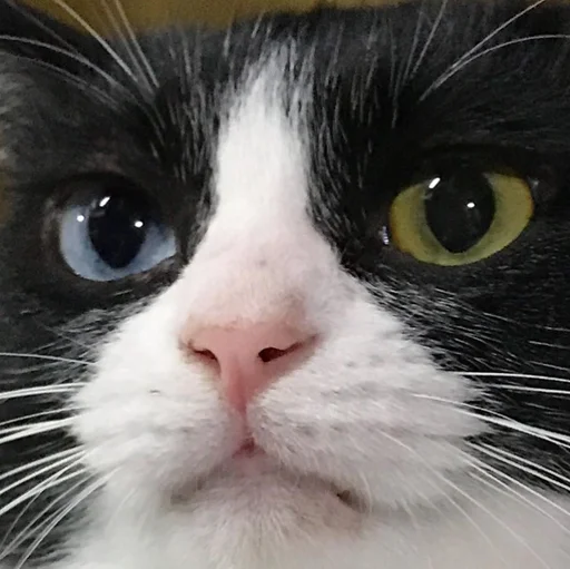 🗿 Стикер «Коты на каждый день ?» для Telegram