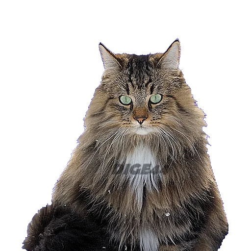 Стикерпак CATSGATTIGATOS для Telegram — скачать