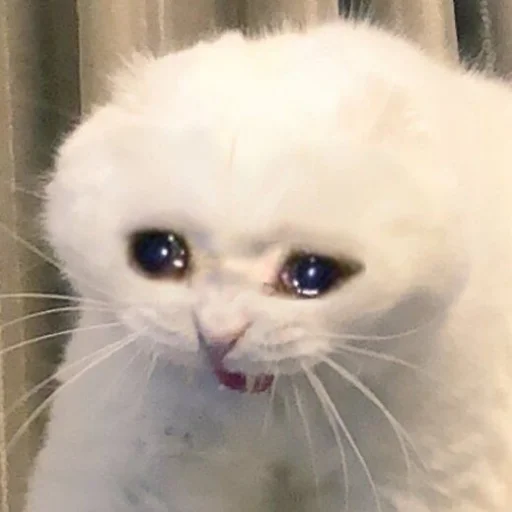 😭 Стикер «Memes cats» для Telegram