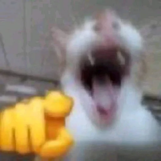 Стикерпак Memes cats для Telegram — скачать