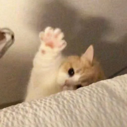 👋 Стикер «Memes cats» для Telegram