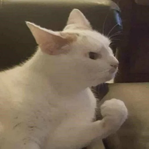 👊 Стикер «Memes cats» для Telegram