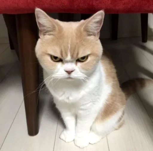😫 Стикер «Cats my love» для Telegram