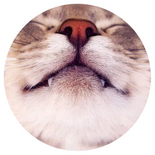 Стикерпак Nice Cats для Telegram — скачать