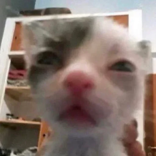 🐈‍⬛️ Стикер «котики для котят» для Telegram