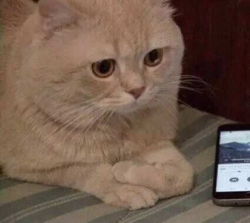 🐈‍⬛️ Стикер «котики для котят» для Telegram