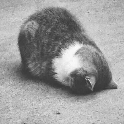 🐈‍⬛️ Стикер «котики для котят» для Telegram