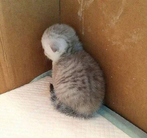 🐈‍⬛️ Стикер «котики для котят» для Telegram