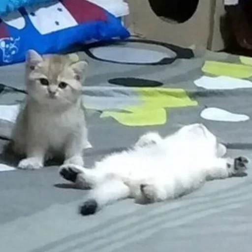 🐈‍⬛️ Стикер «котики для котят» для Telegram