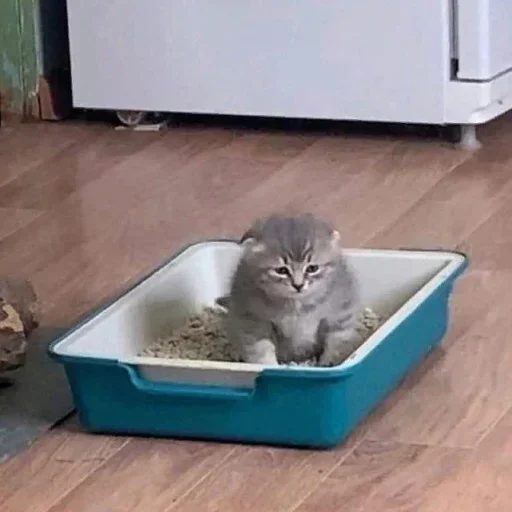 🐈‍⬛️ Стикер «котики для котят» для Telegram