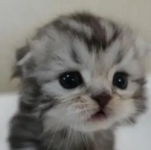 🐈‍⬛️ Стикер «котики для котят» для Telegram