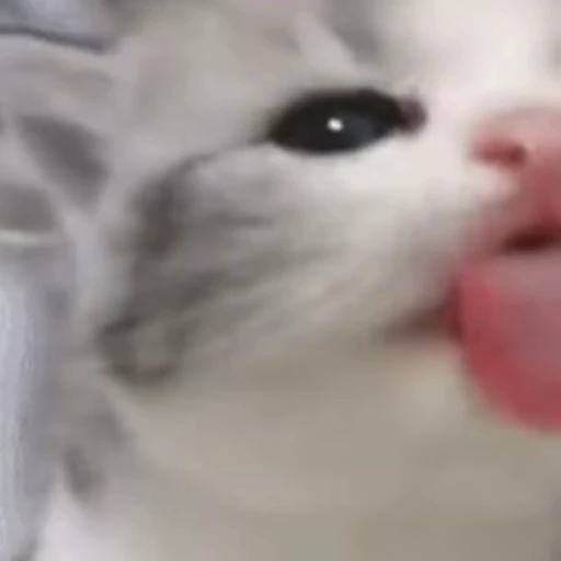 Стикерпак ? Cats для Telegram — скачать