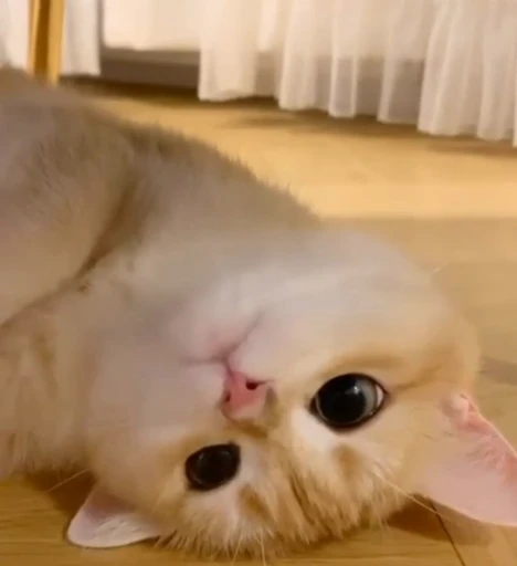 🐈 Стикер «? Cats» для Telegram