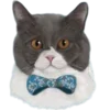 🐱 Эмодзи «Кошачья Жизнь» для Telegram