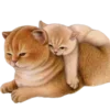 🐱 Эмодзи «Кошачья Жизнь» для Telegram